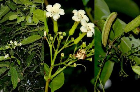 El Ficus benjamina | Flores