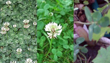 Trebol de la suerte Blanco 1500 semillas Verde Trébol Trifolium repens abejas