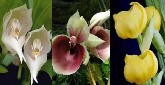 La Orquídea Tulipán | Flores