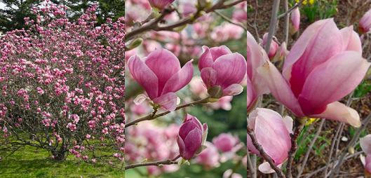 Details 178 imagen magnolio rosa